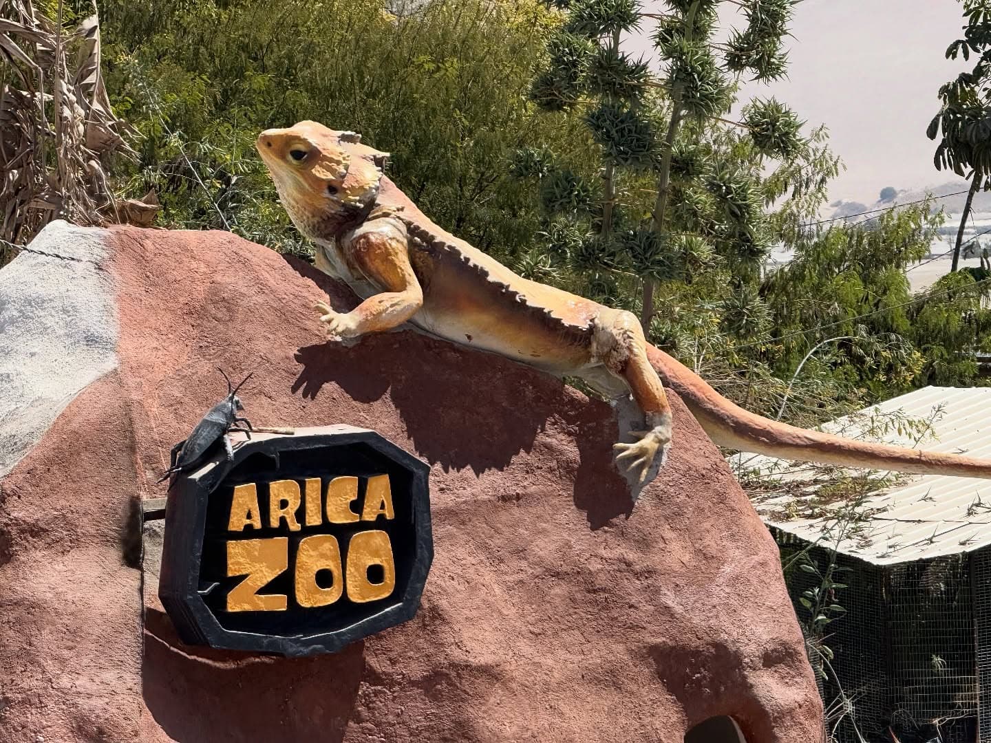 Salida pedagógica Arica Zoo